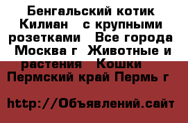Бенгальский котик Килиан , с крупными розетками - Все города, Москва г. Животные и растения » Кошки   . Пермский край,Пермь г.